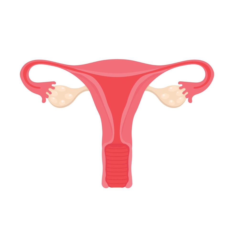 Anatomie des weiblichen Fortpflanzungssystems. Diagramm der Lage der Organe Gebärmutter, Gebärmutterhals, Eierstock, Eileiter. Frauengesundheit. Vektor-Illustration. vektor