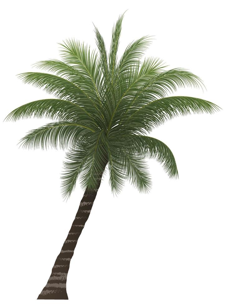 Palme, Kokospalme, isoliert auf weiss vektor