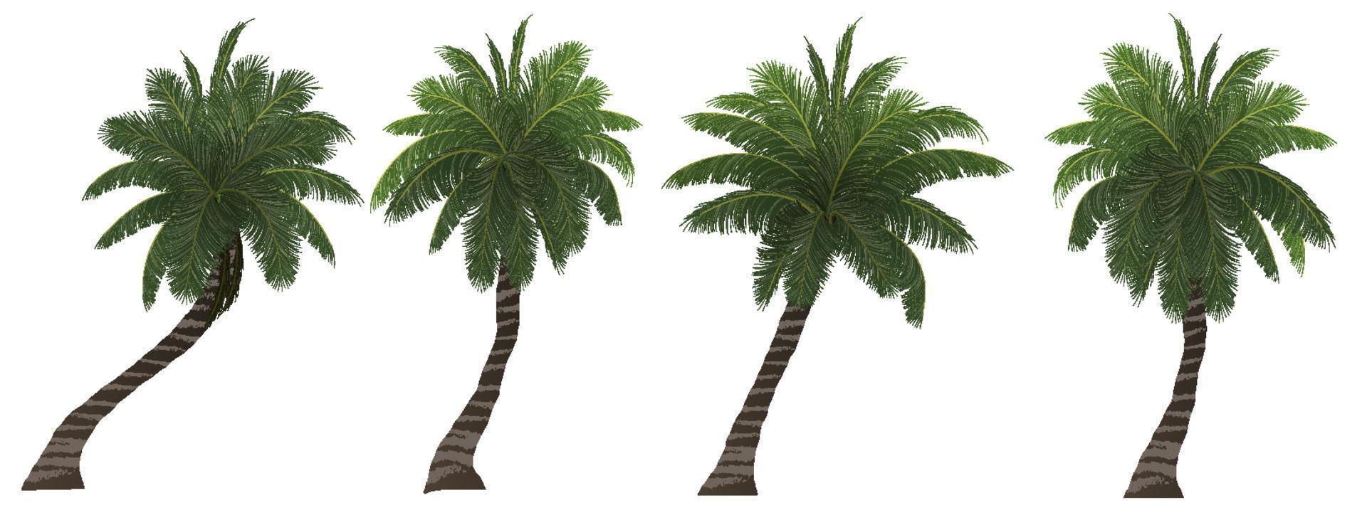 palmträd, kokospalm isolerad på vitt vektor