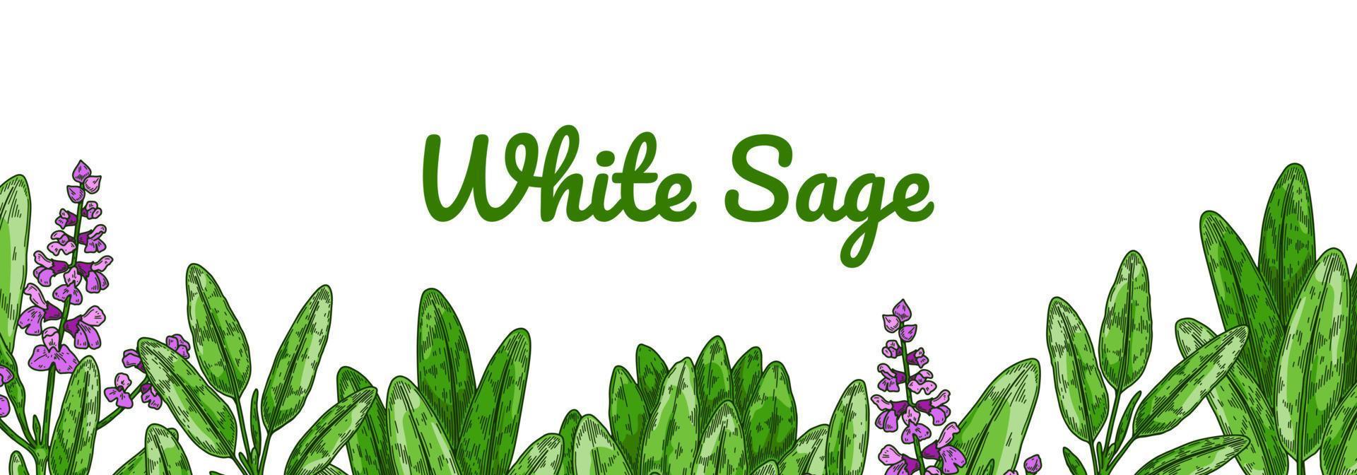 färgglad salvia design med gröna blad och blommor. vektor illustration i färgad skiss stil