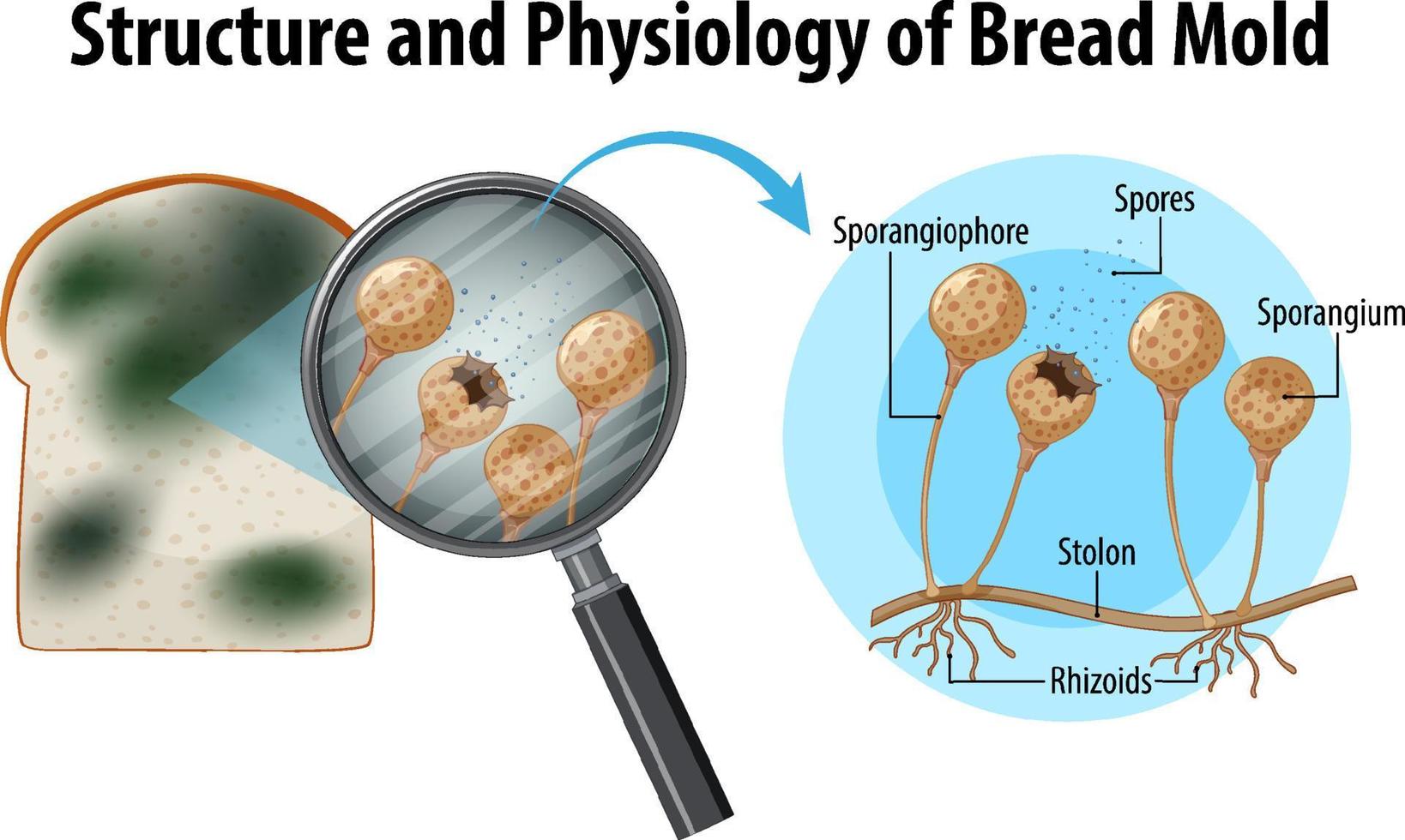 struktur och fysiologi av brödmögel vektor