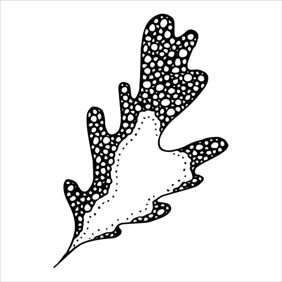 vektor handritad eklöv. höst illustration. detaljerad botanisk clipart