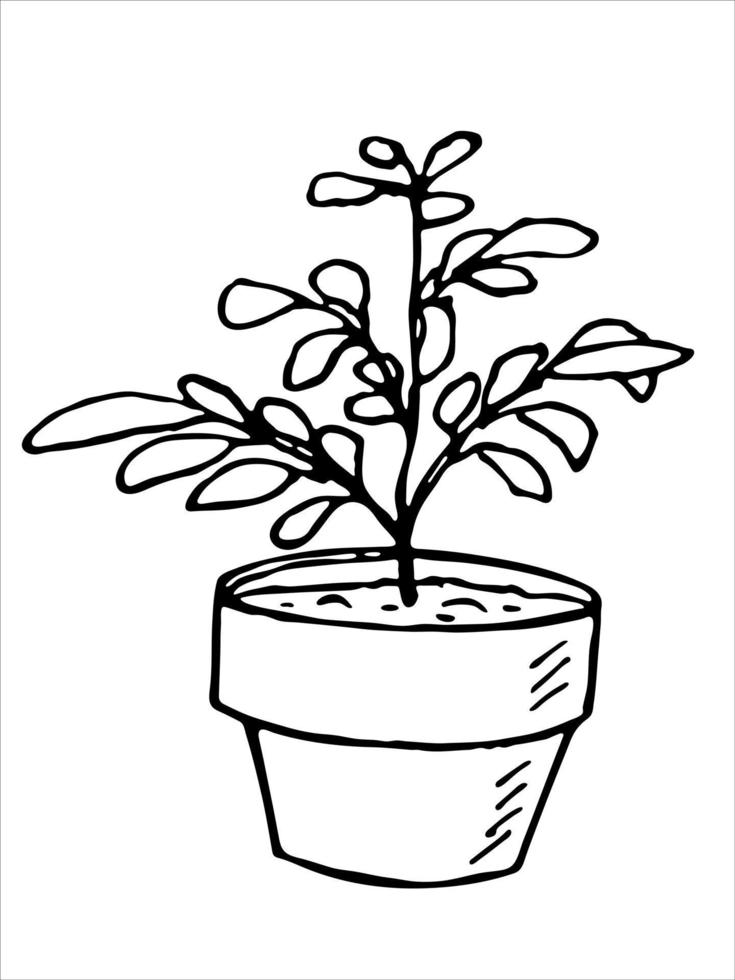 süße handgezeichnete zimmerpflanze in einem topf clipart. Pflanzenillustration. gemütliches heimgekritzel vektor