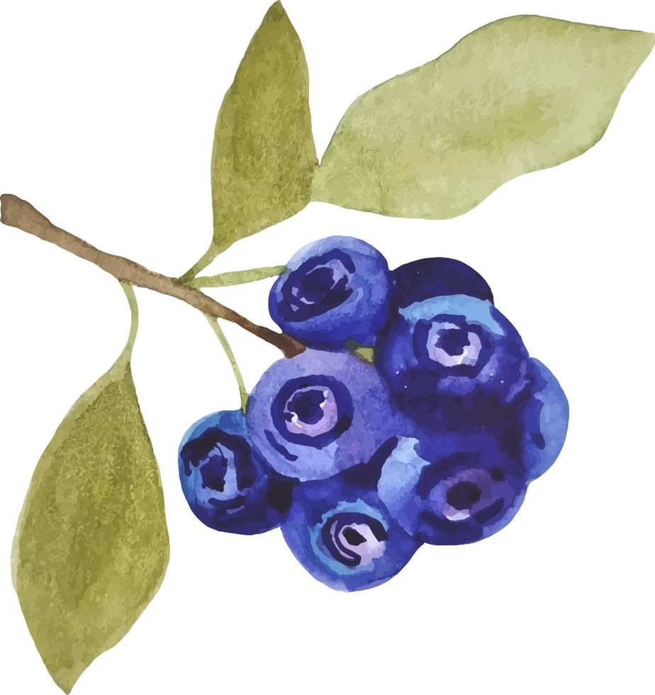 aquarellblaubeerzweig lokalisiert auf weiß. Waldbeeren vektor