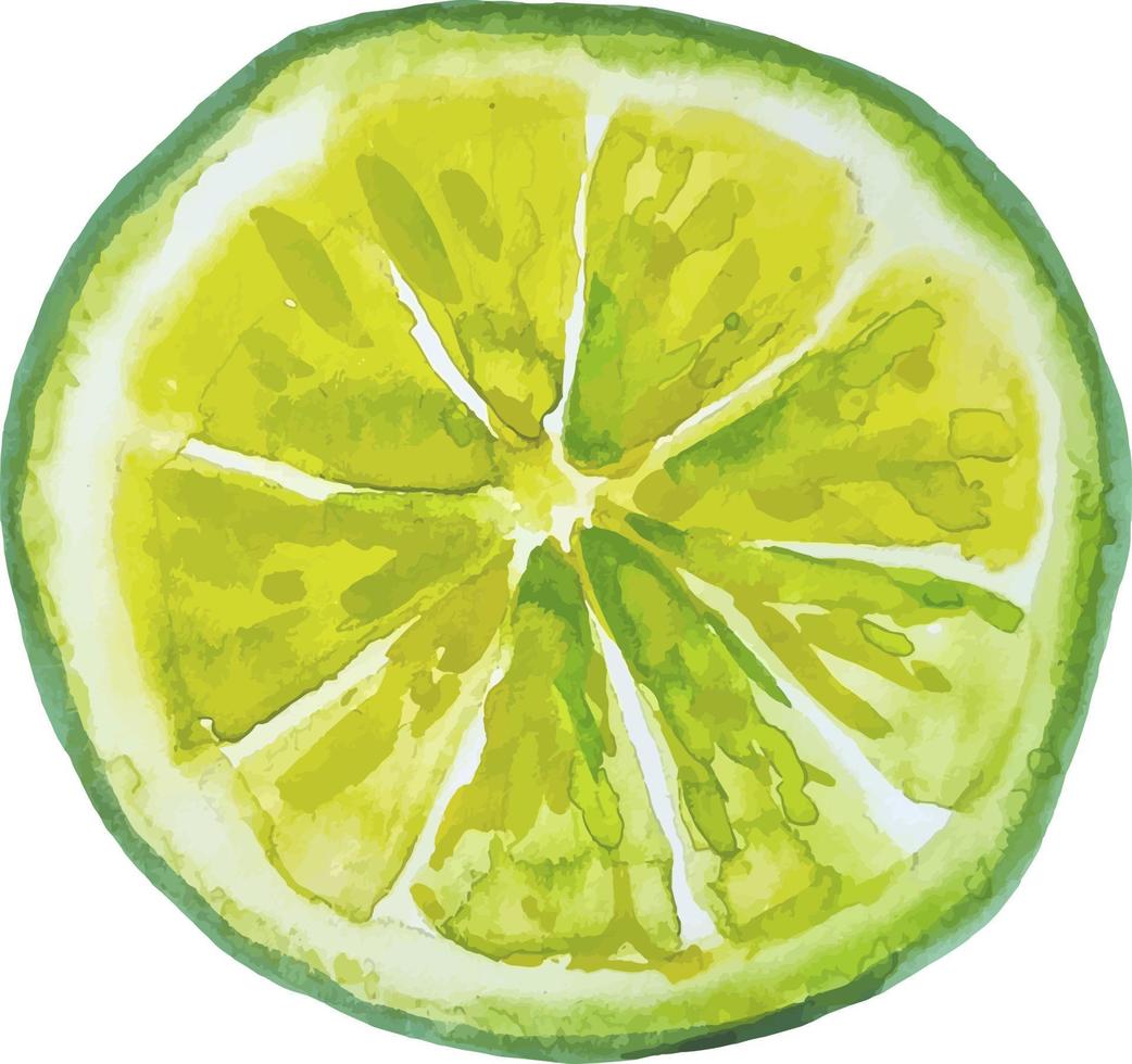 akvarell handritad illustration färsk grön lime skiva på den vita bakgrunden vektor