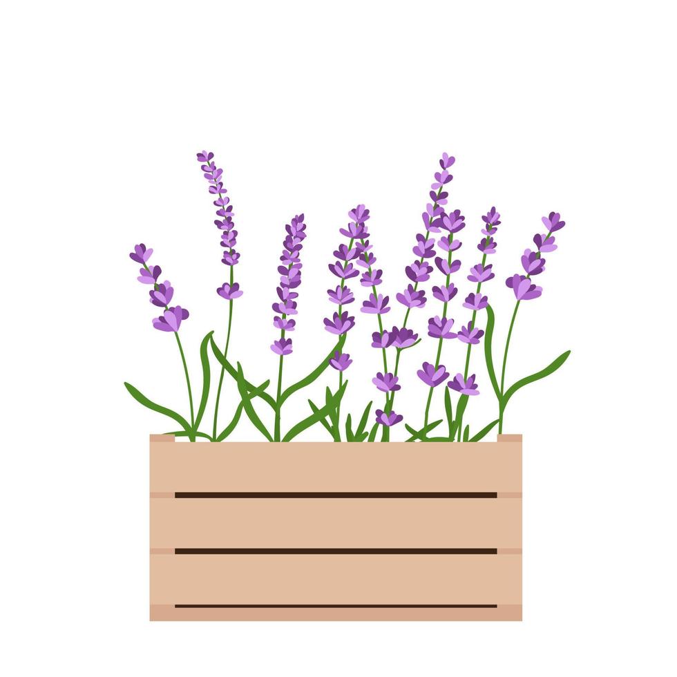 lavendel blommor i en trä flower box.vector illustration isolerad på vit bakgrund vektor