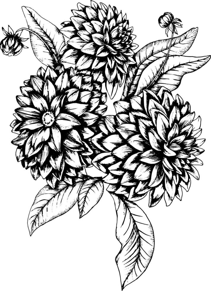 handritade botaniska illustration bläck skiss av dahlia blommor. Bukett. isolerad på en vit bakgrund. tryck för bröllopsinbjudan. vektor illustration