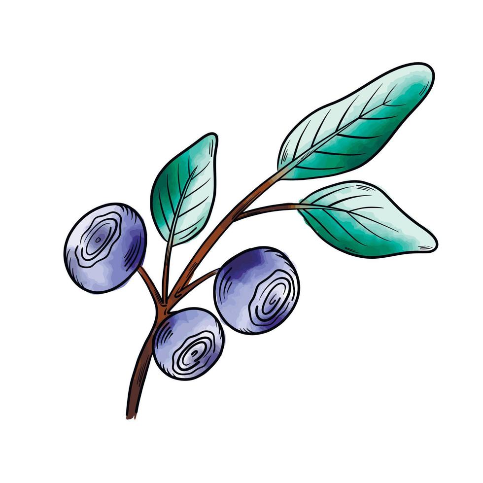 vektor akvarell blåbär. blåbärsbär med kvistar av löv i handritad stil. en svart linjeskiss av en samling bär på en vit bakgrund. botanisk vektorillustration