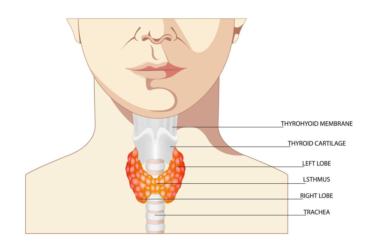 ront vy av sköldkörteln och luftstrupen på en vit bakgrund. människokroppens organ anatomi ikon med beskrivning. sköldkörteldiagram tecken. vektor