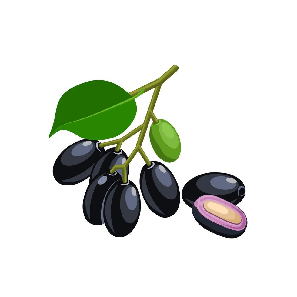 vektor illustration, jambolan plommon eller javanesiskt plommon, vetenskapligt namn syzygium cumini, isolerad på en vit bakgrund, exotisk frukt som en medicinsk ört.