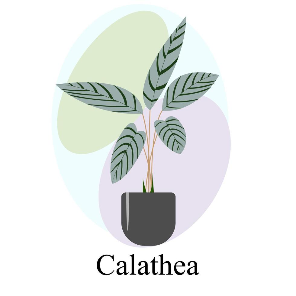 inomhus prydnads lövväxt calathea vektor