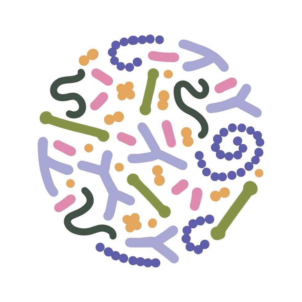 begreppet probiotika i rund form. bifidobacterium, lactobacillus, streptococcus thermophilus, lactococcus, propionibacterium. enkel platt vektorillustration för broschyr, affisch, reklam vektor