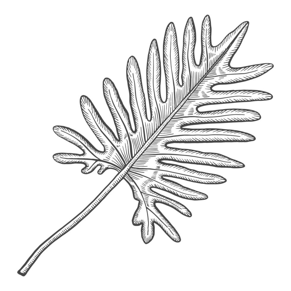 philodendron tropische blattpflanze isoliert gekritzel handgezeichnete skizze mit umrissstil vektor