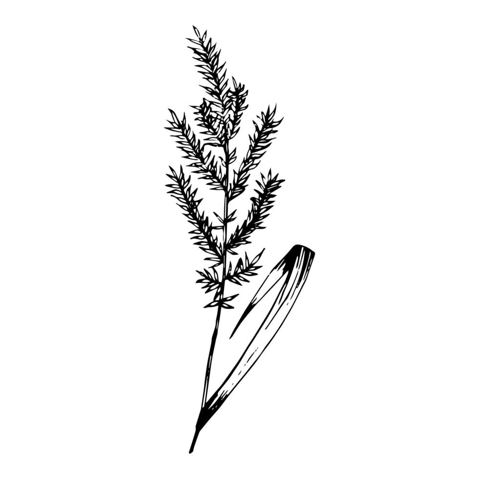 handritad doodle vilda spikelet skiss. vektor vild växt i realistisk stil. översikt.
