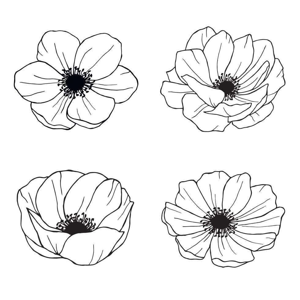 anemone handritade illustrationer linjekonst blommor vektor