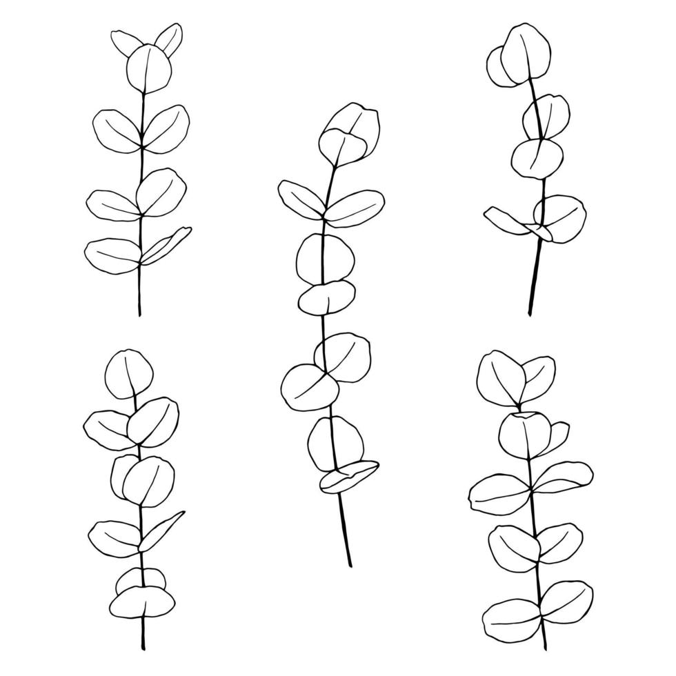 eukalyptus handritade illustrationer linjekonst botaniska blad vektor