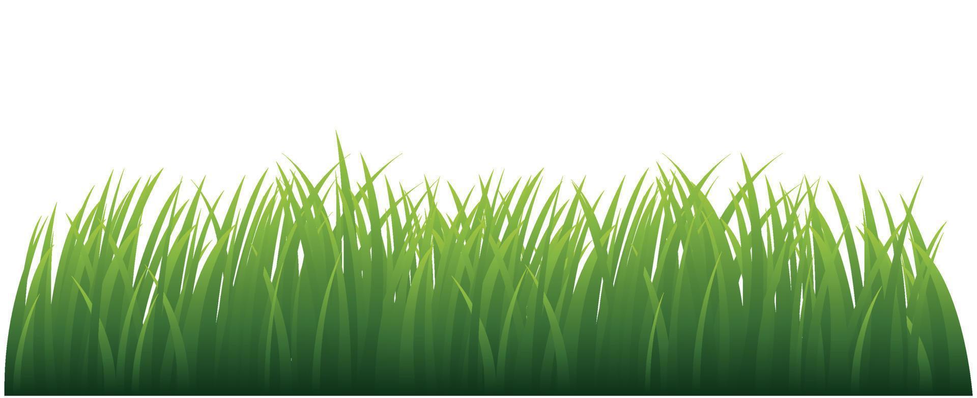 grönt gräs. vektor illustration.