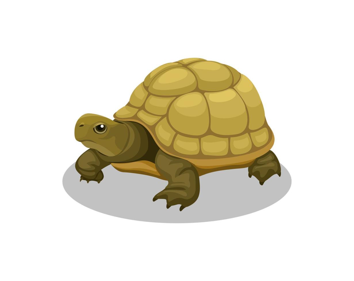 sköldpadda amfibie djur tecknad illustration vektor