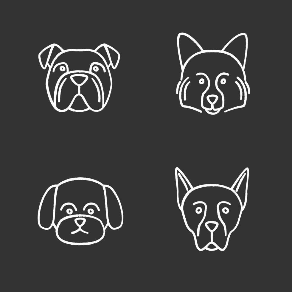 hundraser krita ikoner set. engelsk bulldog, tysk spets, malteser, doberman pinscher. isolerade svarta tavlan vektorillustrationer vektor