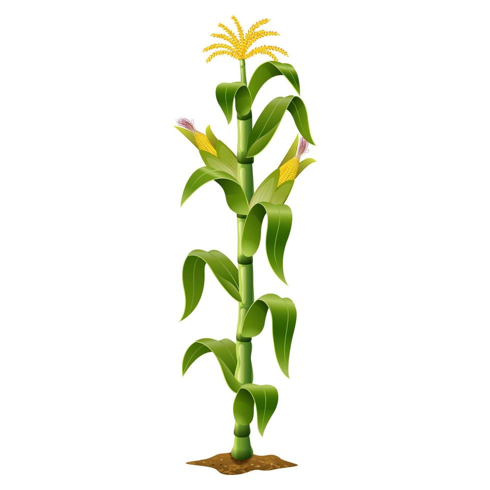 Maispflanze auf weißem Hintergrund vektor