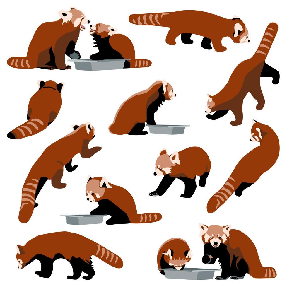 röd panda set samling av björnkatter i olika poser äta, gå, sitta, framifrån, från sidan och bakifrån, platta djurkaraktärer på vit bakgrund vektorillustration för kort, barnbok, affischer vektor