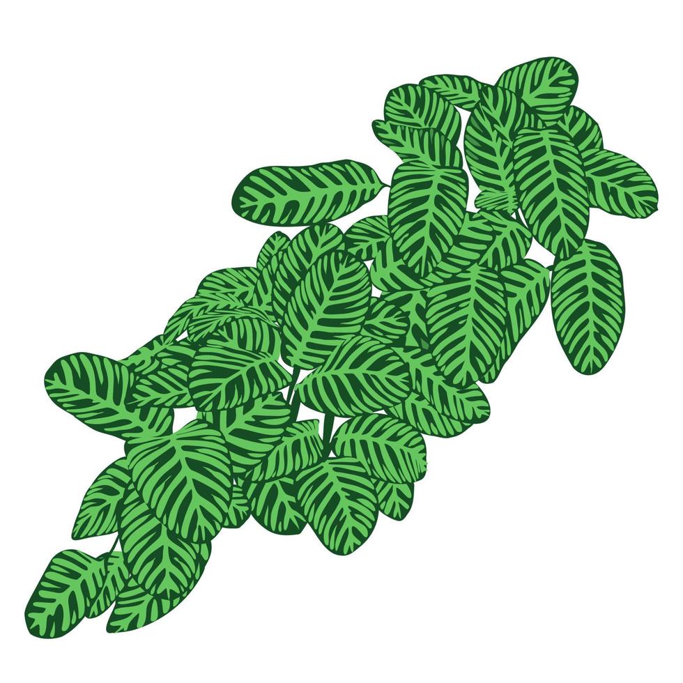 calathea orbifolia grünes muster hinterlässt dekorative komposition, natürliches dekoratives tropisches pflanzenblatt für frühlingssommerbotanikdesign-vektorillustration vektor