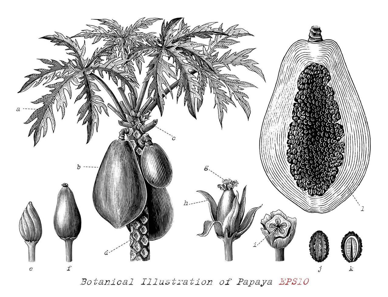 botanisk illustration av papaya handritad vintage gravyr stil svartvit clipart isolerad på vit bakgrund vektor