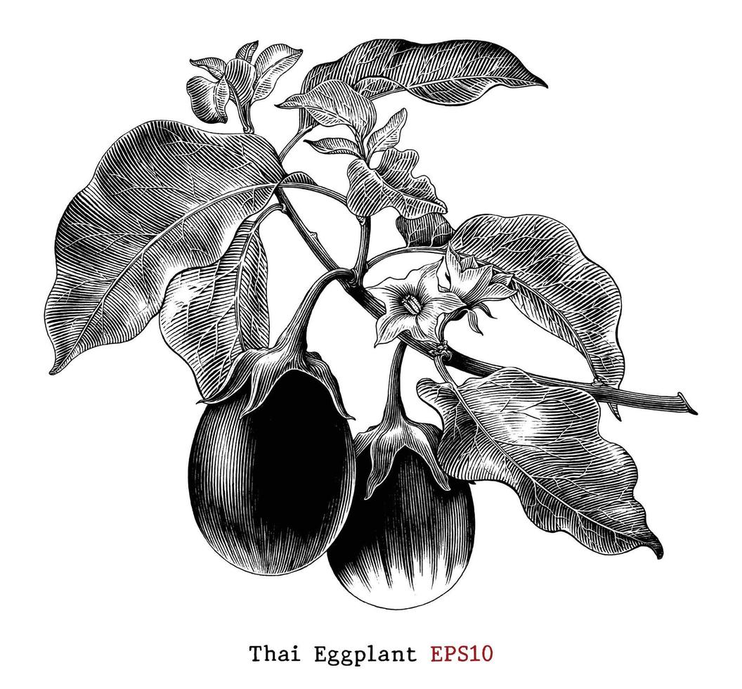 thailändische Aubergine botanische Illustration Vintage-Stil Schwarz-Weiß-ClipArt isoliert auf weißem Hintergrund vektor