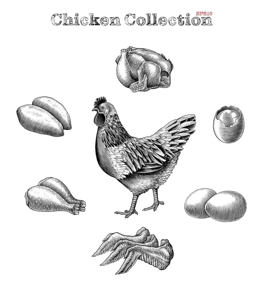 Huhn Sammlung Hand zeichnen Vintage Gravur Stil ClipArt isoliert auf weißem Hintergrund vektor