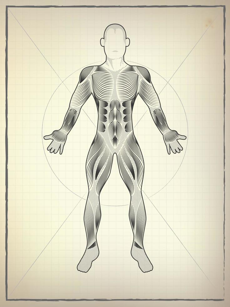 Anatomie Zeichenstil vektor