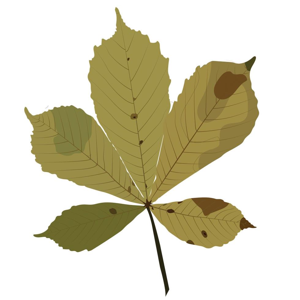 Herbstblatt der Kastanie. Vektorgrafik auf Lager isoliert auf weißem Hintergrund. vektor