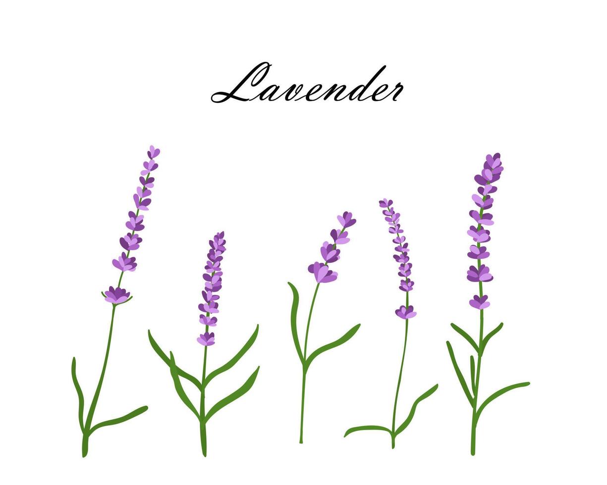 sammlung von lavendelblumen. vektorillustration von lavendelblumen lokalisiert auf weißem hintergrund vektor