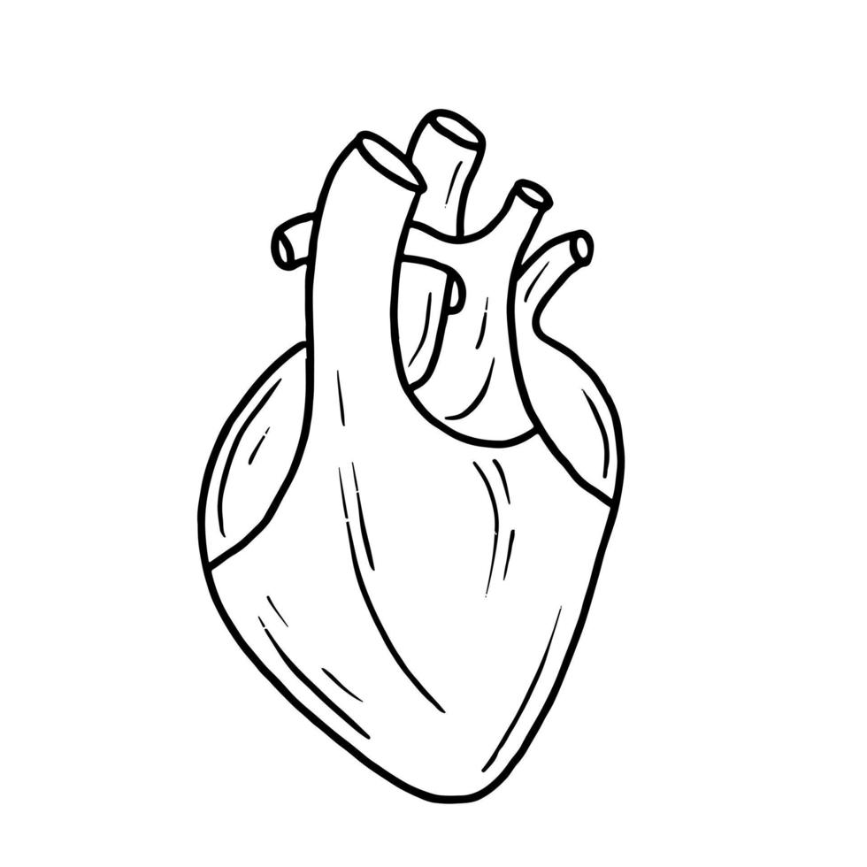 menschliches Herz im Doodle-Stil. skizzieren sie handgezeichnete vektorillustration. vektor