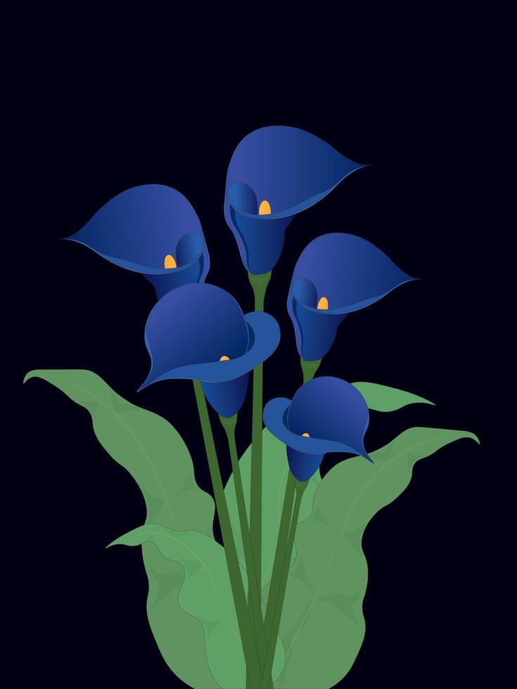 gesättigter blauer calla-lilienblumenstrauß auf schwarzer hintergrundvektorillustration vektor