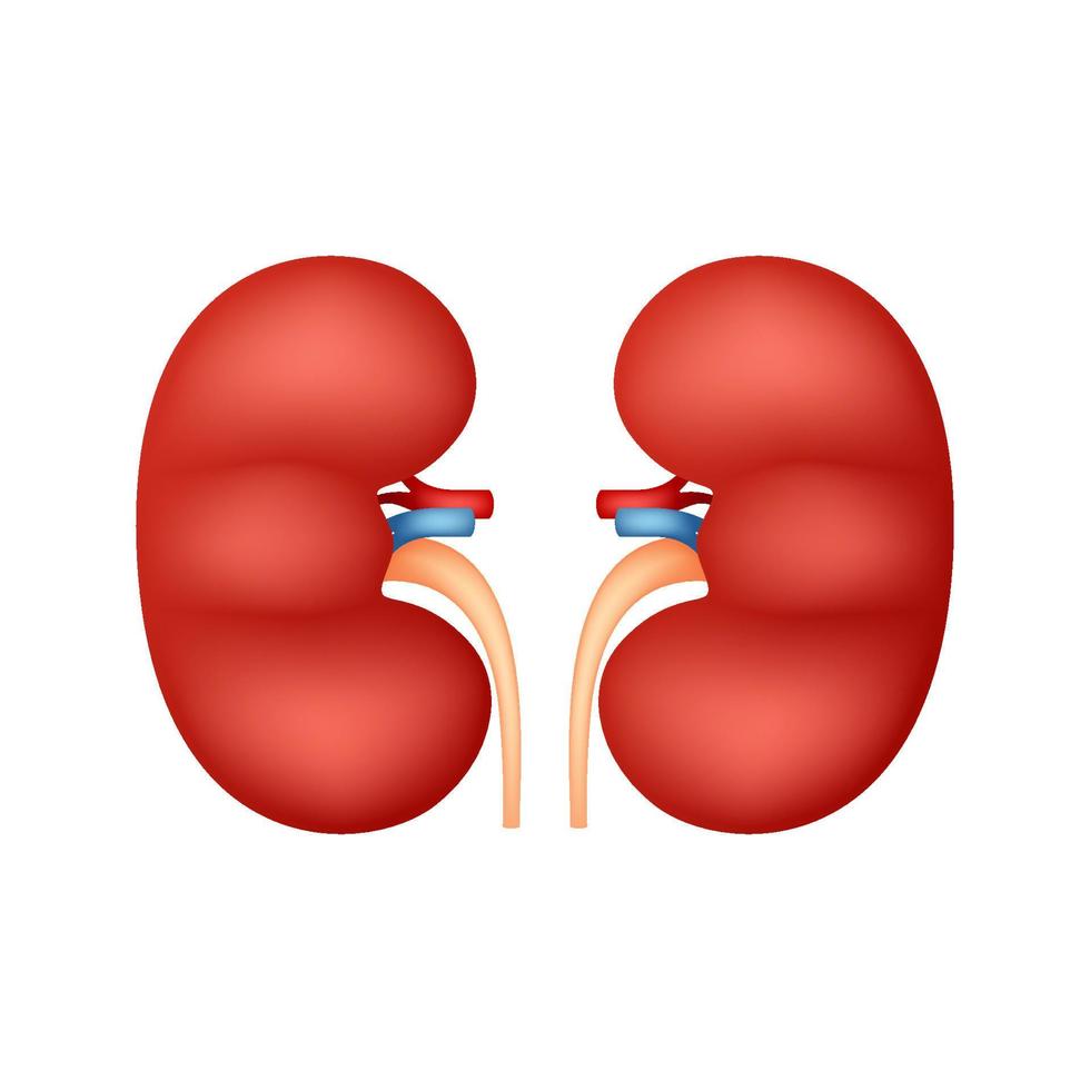 Nieren isoliert auf weißem Hintergrund vektor