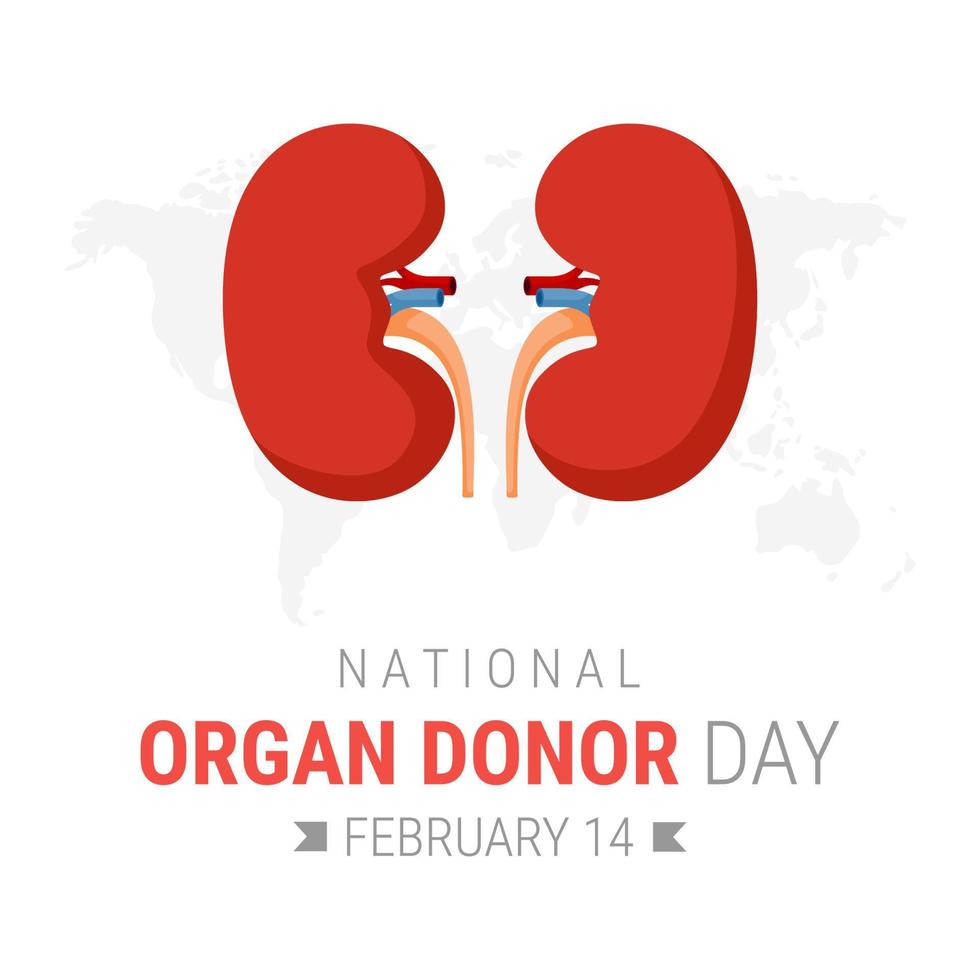 nationella organdonatordagen med njurar vektor