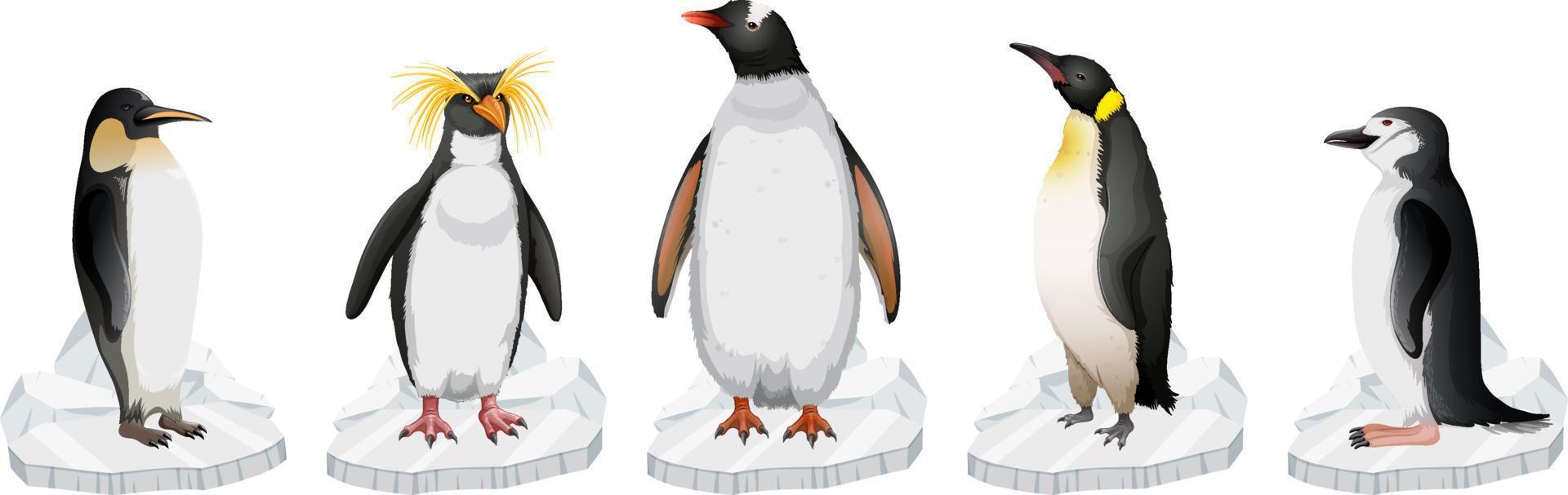 uppsättning av olika pingvintyper stående på is vektor