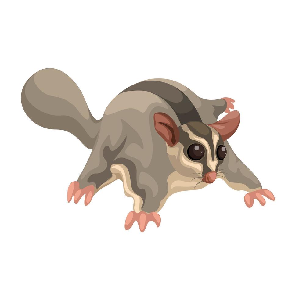 sugar glider nattliga djurarter tecknad illustration vektor