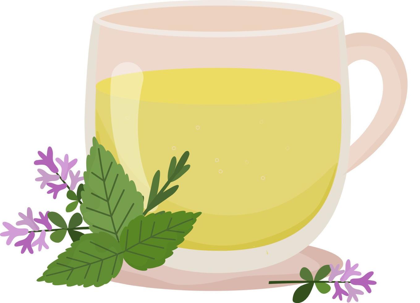 Kräutertee. Tasse Tee mit Thymian und Minze. transparente tasse mit tee und blumenschmuck. heisses Getränk. Gesundheitspflege. homöopathische Behandlung. Vektorillustration auf weißem Hintergrund. vektor