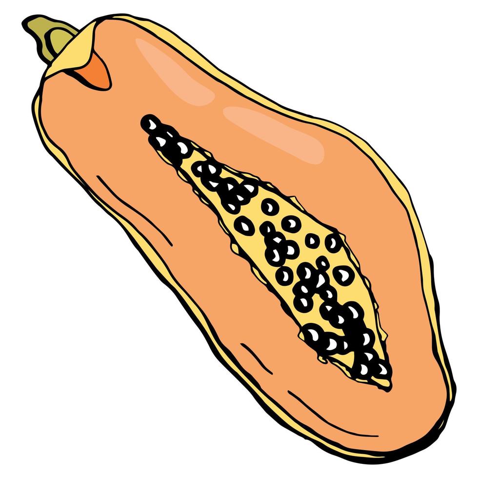 papaya frukt. vit bakgrund, isolera. vektor illustration.