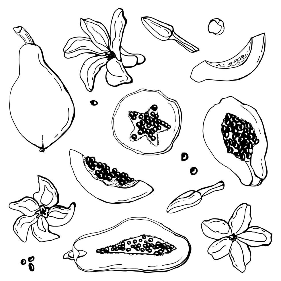 papaya linjärt set. vit bakgrund, isolera. vektor illustration.