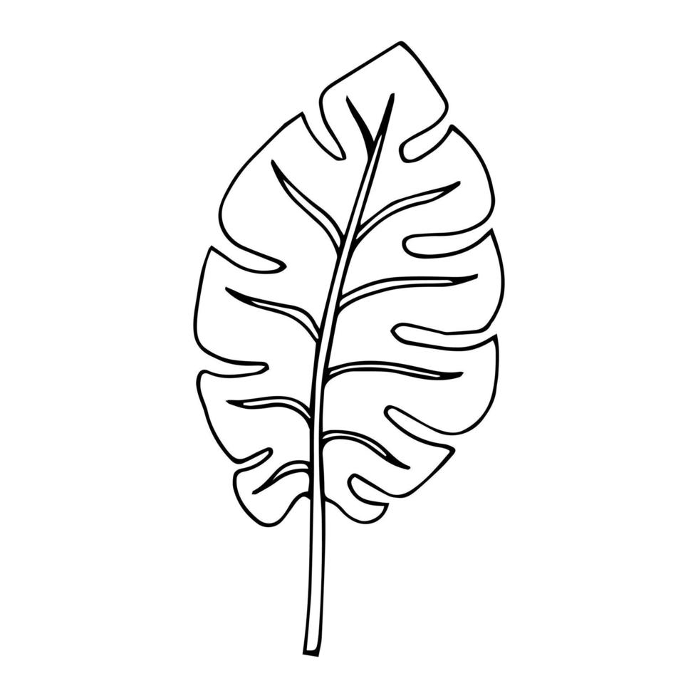 tropischer palmenurlaub im skizzenstil, isolierte vektorillustration. Blätter der Palme im linearen Doodle-Stil. Botanischer minimalistischer Druck aus exotischen Blättern, Skizzendesign. vektor