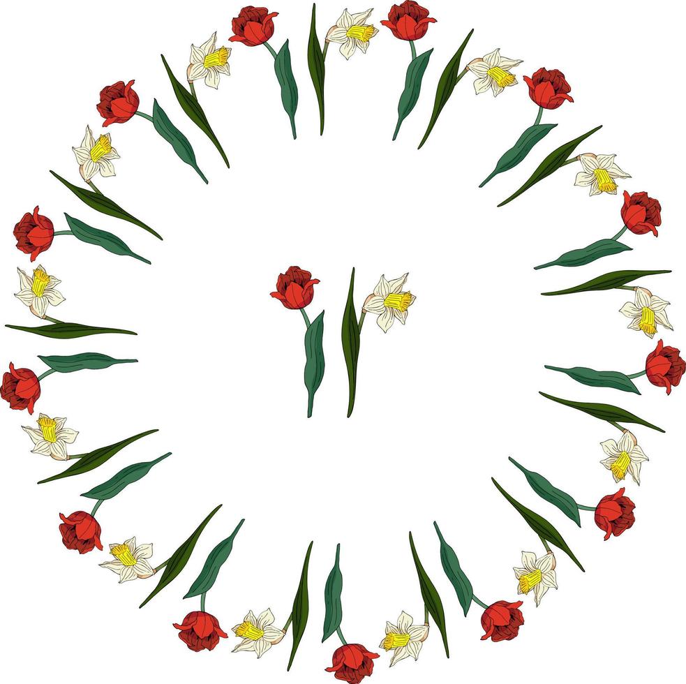 Set mit roten Tulpen und weißen Narzissen auf weißem Hintergrund. runder rahmen und isolierte florale elemente für ihr design vektor