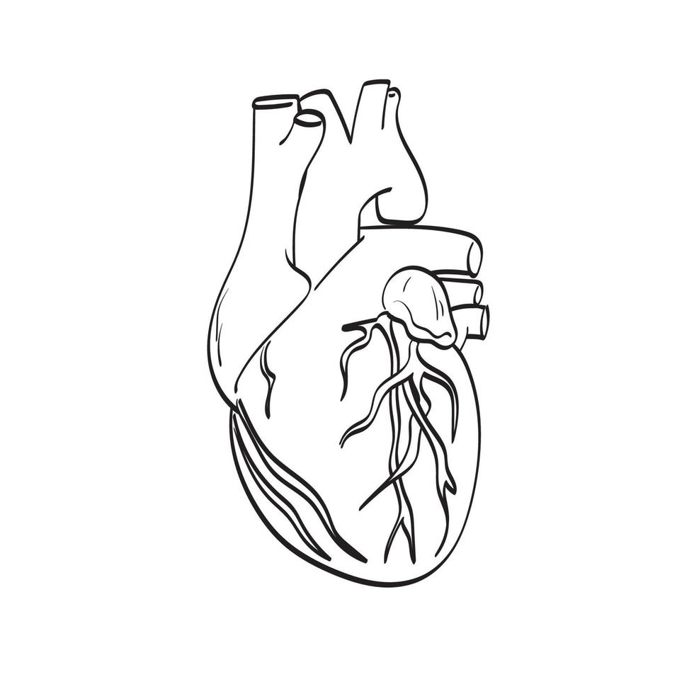 hjärta organ illustration vektor handritad isolerad på vit bakgrund linjekonst.