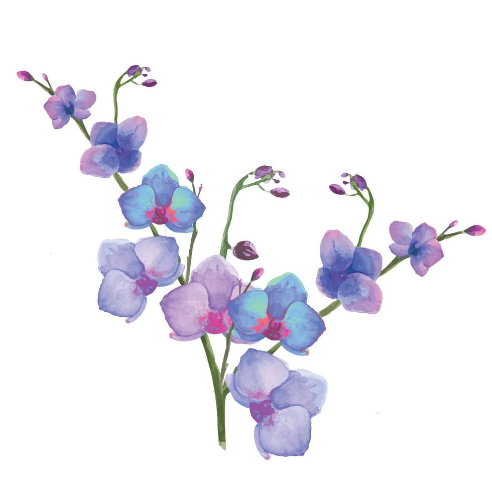blommande orkidéblommor illustrationer, tropiska phalaenopsis orkidéblommor vektor