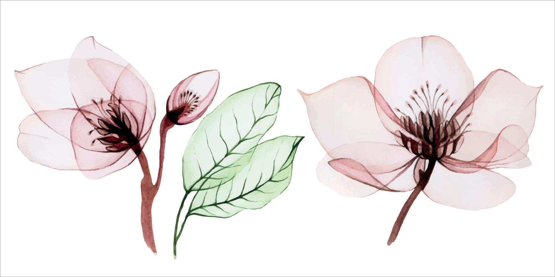 aquarellillustration von transparenten blumen. Set aus transparenten Helleborus-Blüten und -Blättern isoliert auf weißem Hintergrund. Blumen in pastellrosa Farben. für die Gestaltung von Hochzeit, Urlaub. Muster vektor