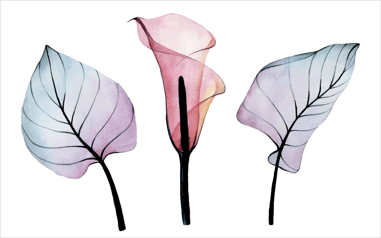 Aquarellzeichnung. satz transparente tropische blumen und blätter. Rosa Calla-Blume und Blätter in rosa und blauen Farben isoliert auf weißem Hintergrund. Sammlung von Dekorationen für Hochzeiten, Karten vektor