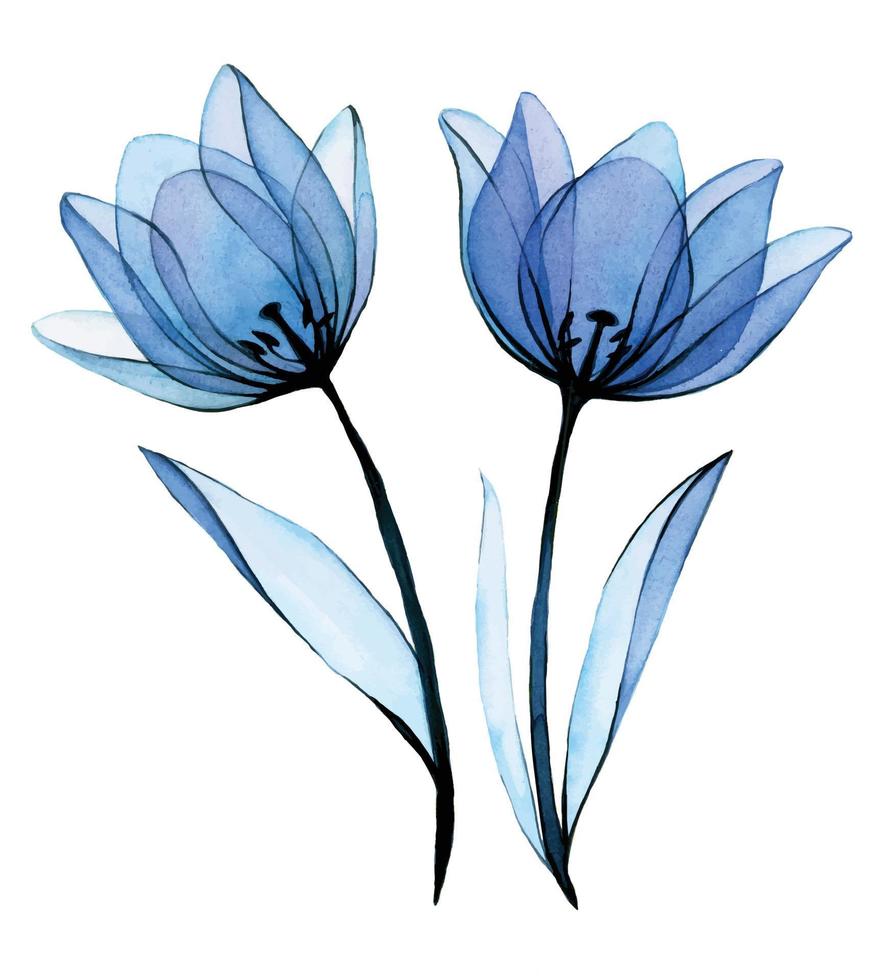 Aquarellzeichnung. transparente blaue Blumentulpen. transparente Tulpenblumen lokalisiert auf weißem Hintergrund, Tuschezeichnung. design für hochzeit, postkarten, glückwünsche. Blumen-ClipArt vektor