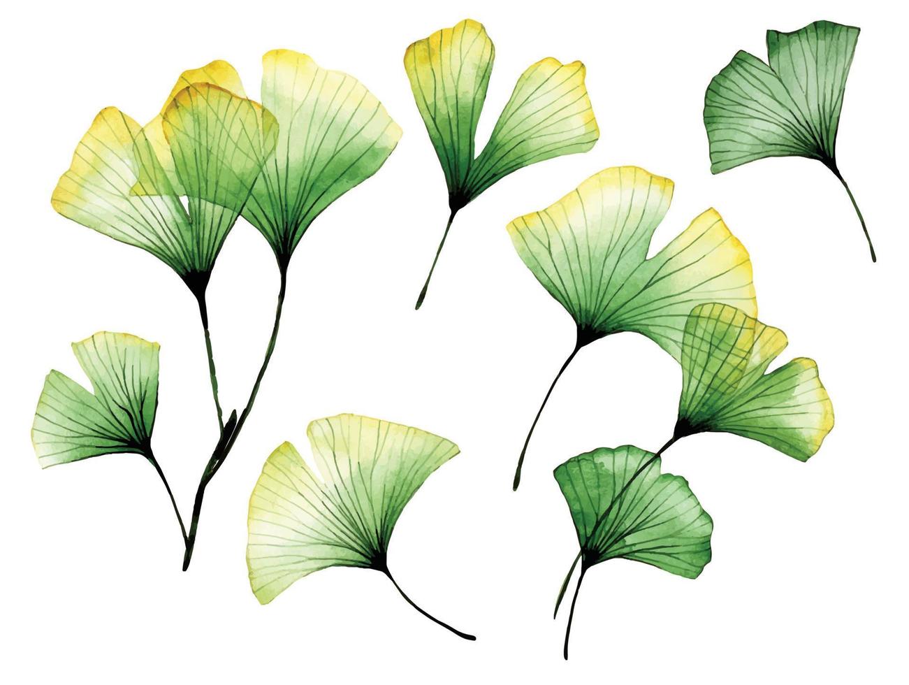akvarellteckning. uppsättning av genomskinliga ginkgo blad. tropiska löv av ginkgoträdet. genomskinliga blommor, röntgen vektor