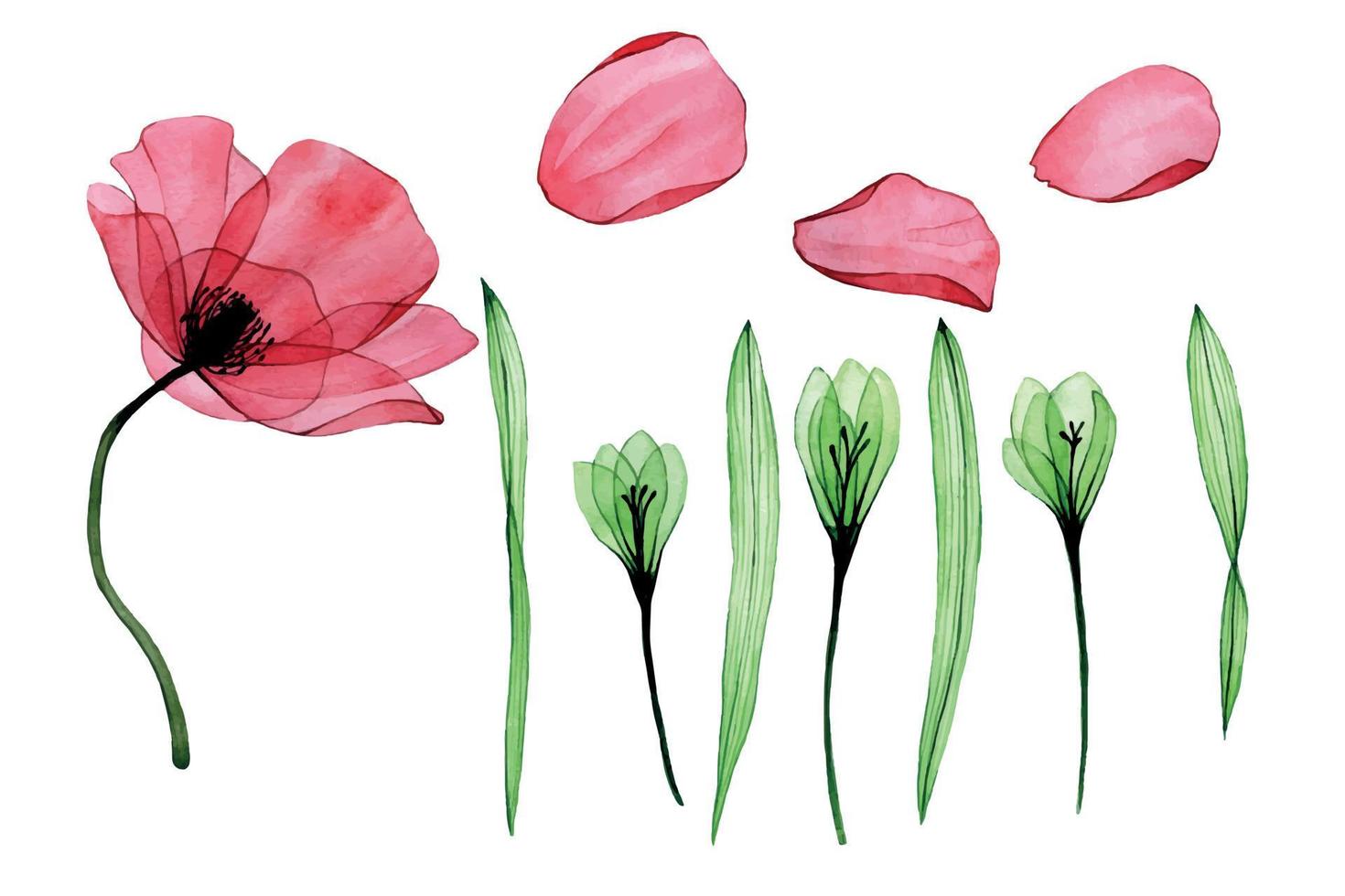 Aquarell-Set. transparente Blüten aus Mohn, Phlox, Blütenblättern und Blättern isoliert auf weißem Hintergrund. zeichnung einer röntgensammlung mit grünen und rosa blüten von mohn und phlox. Clip Art vektor